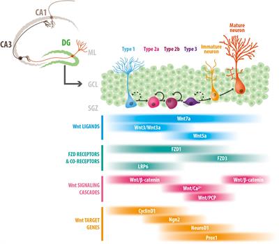 Role of Wnt Signaling in Adult Hippocampal Neurogenesis in Health and Disease